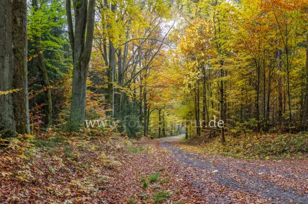 Fokus-Natur Bild
