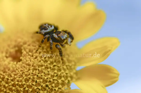 Fokus-Natur Bild