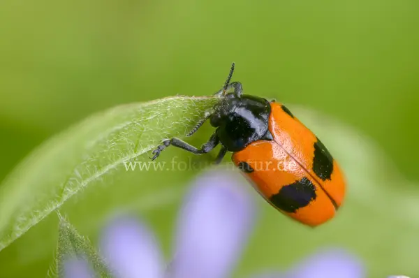 Fokus-Natur Bild