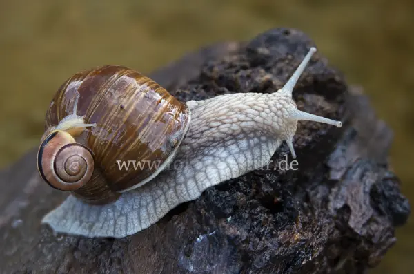 Fokus-Natur Bild