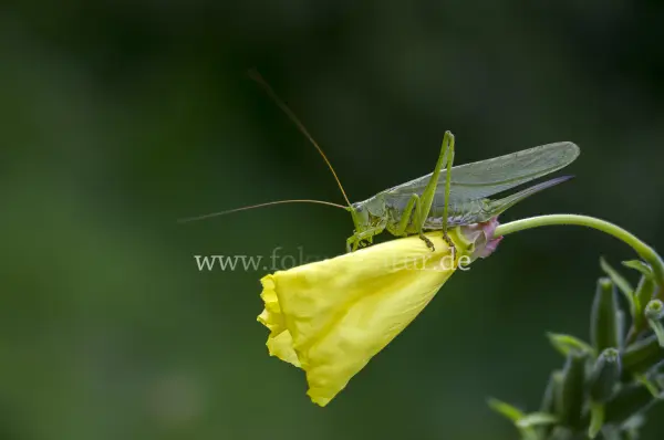 Fokus-Natur Bild