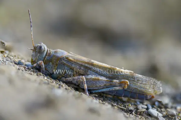 Fokus-Natur Bild