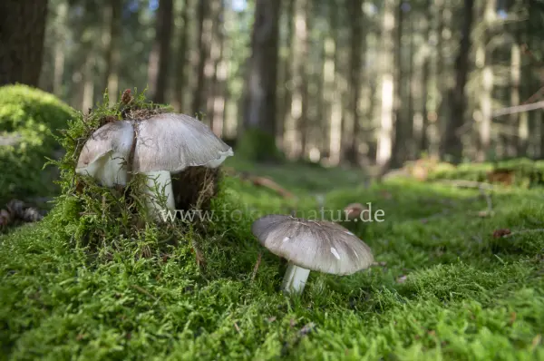 Fokus-Natur Bild