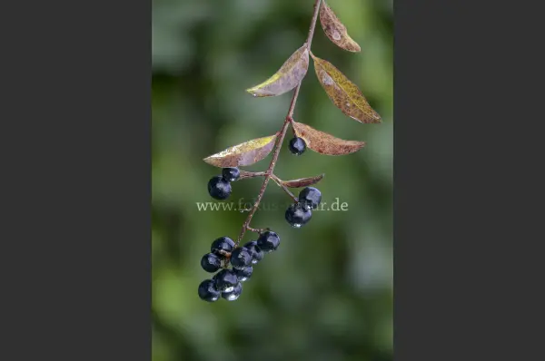 Fokus-Natur Bild