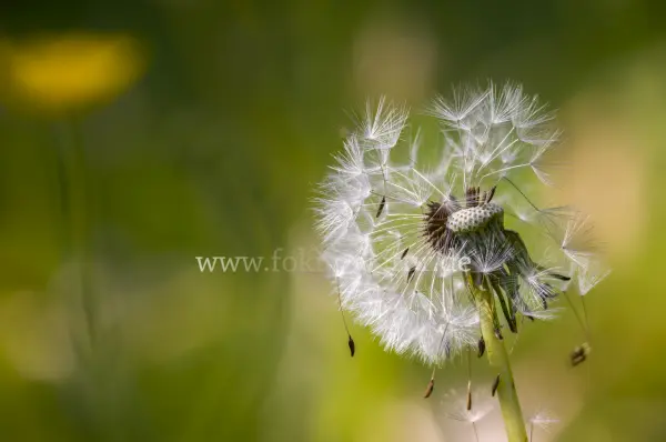 Fokus-Natur Bild