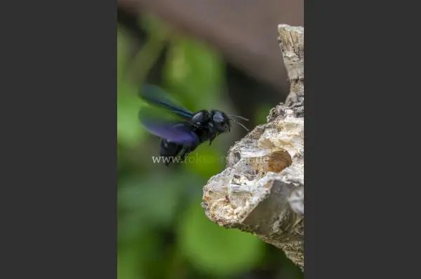 Fokus-Natur Bild