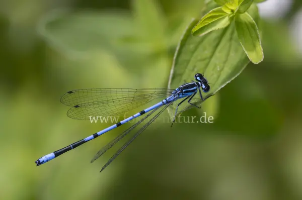 Fokus-Natur Bild