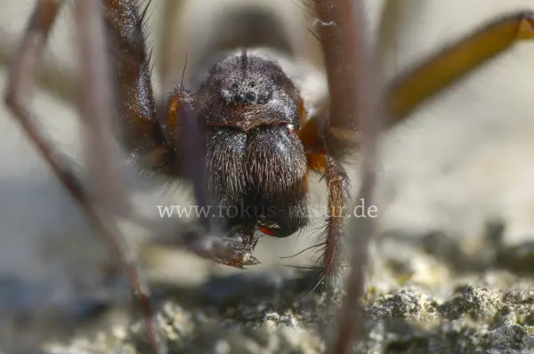 Fokus-Natur Bild