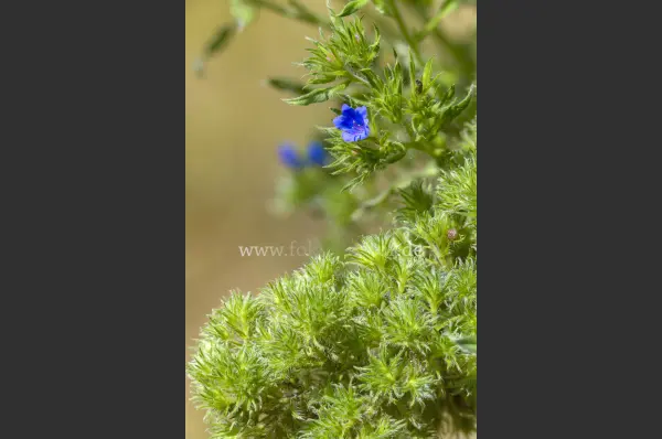 Fokus-Natur Bild