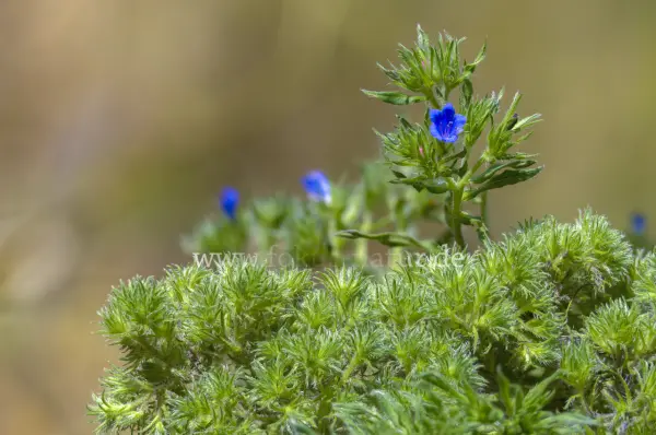 Fokus-Natur Bild