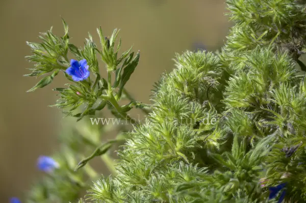 Fokus-Natur Bild