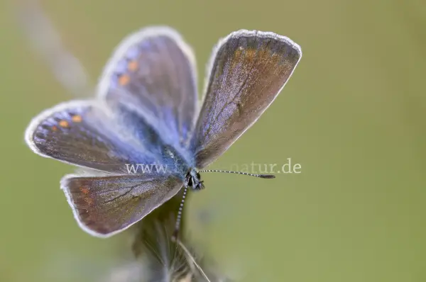 Fokus-Natur Bild