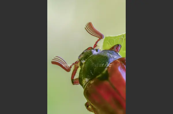 Fokus-Natur Bild