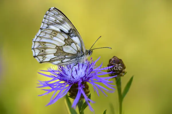 Fokus-Natur Bild