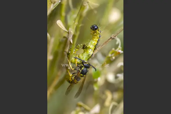 Fokus-Natur Bild