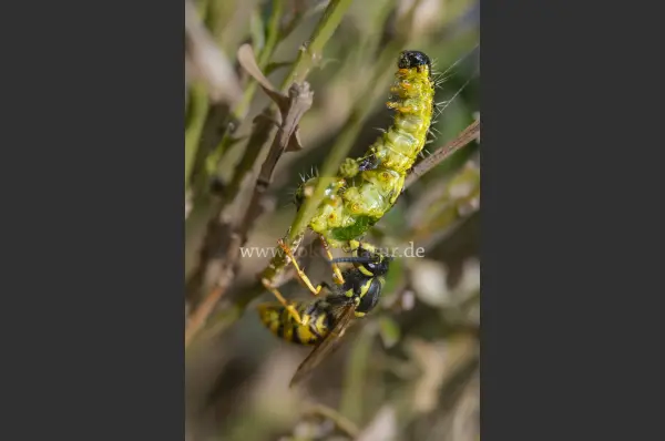 Fokus-Natur Bild