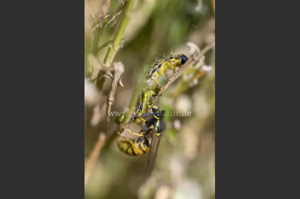 Fokus-Natur Bild