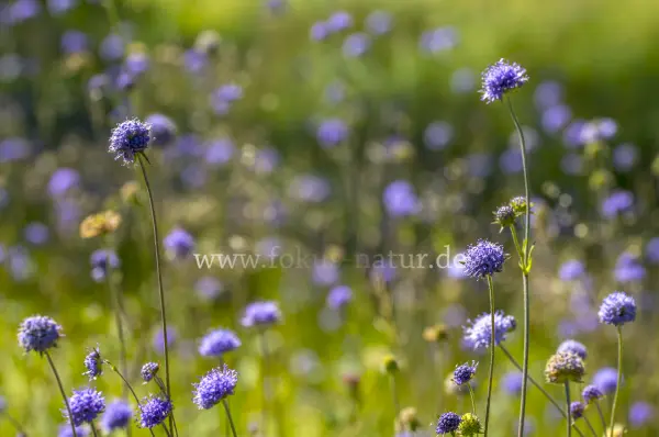 Fokus-Natur Bild