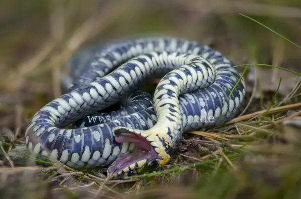 Fokus-Natur Bild