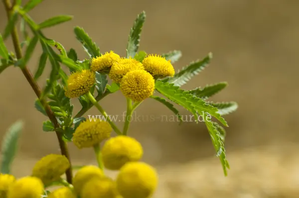 Fokus-Natur Bild
