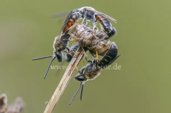 Fokus-Natur Bild