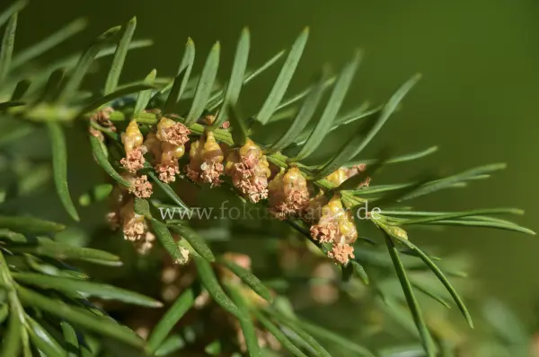 Fokus-Natur Bild