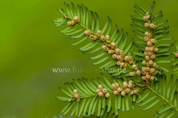 Fokus-Natur Bild