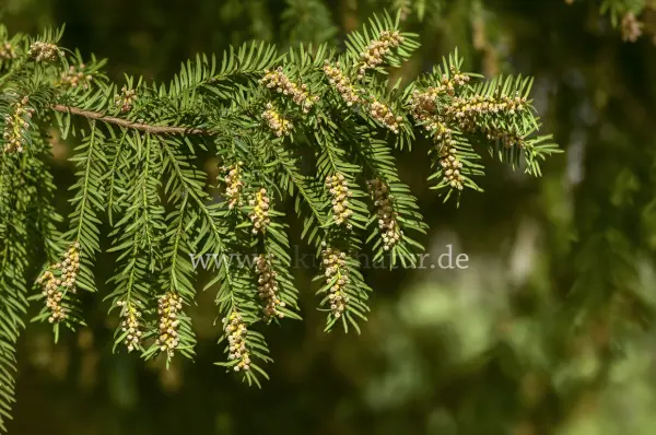 Fokus-Natur Bild