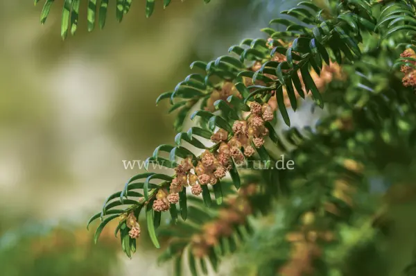 Fokus-Natur Bild