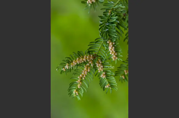 Fokus-Natur Bild