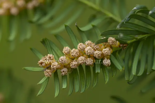 Fokus-Natur Bild
