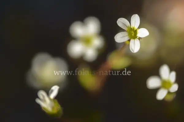 Fokus-Natur Bild