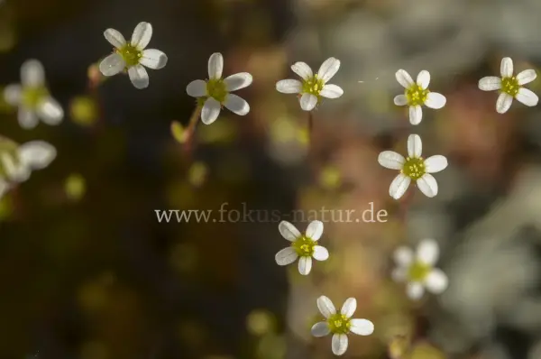 Fokus-Natur Bild
