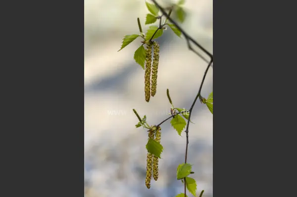 Fokus-Natur Bild