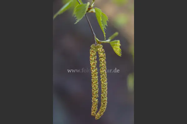 Fokus-Natur Bild