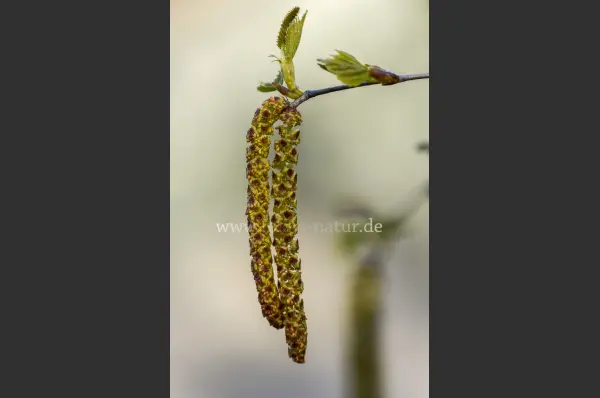 Fokus-Natur Bild