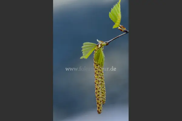 Fokus-Natur Bild