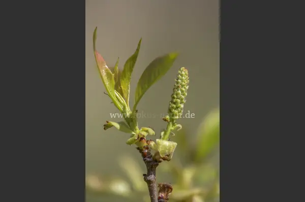 Fokus-Natur Bild