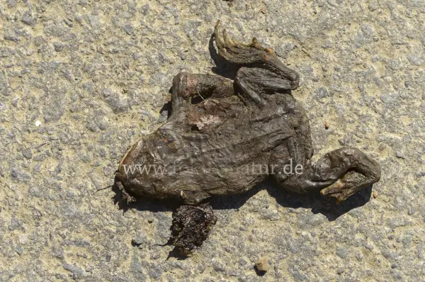 Fokus-Natur Bild
