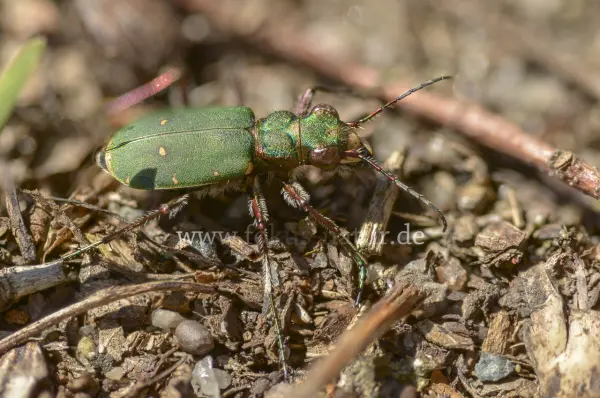 Fokus-Natur Bild
