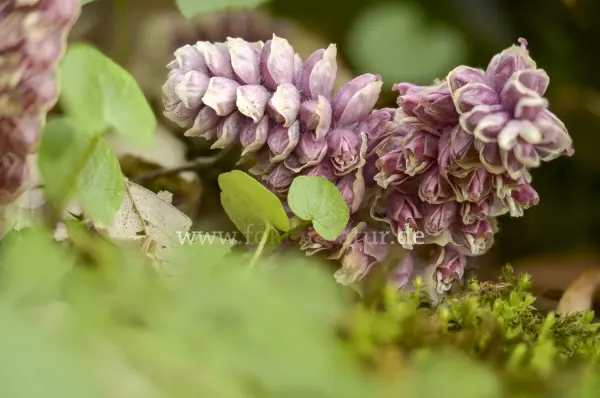 Fokus-Natur Bild