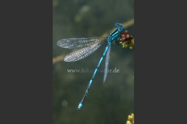 Fokus-Natur Bild