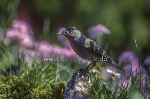 Fokus-Natur Bild
