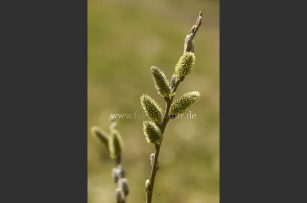 Fokus-Natur Bild