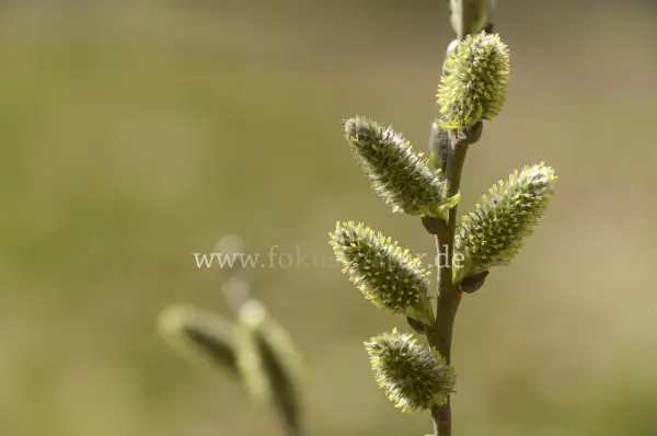 Fokus-Natur Bild