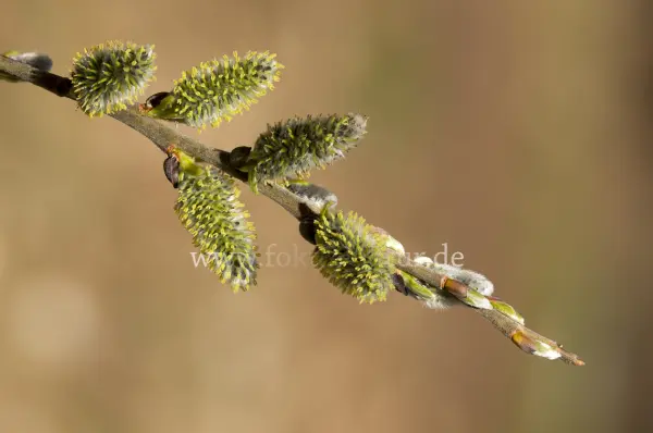 Fokus-Natur Bild