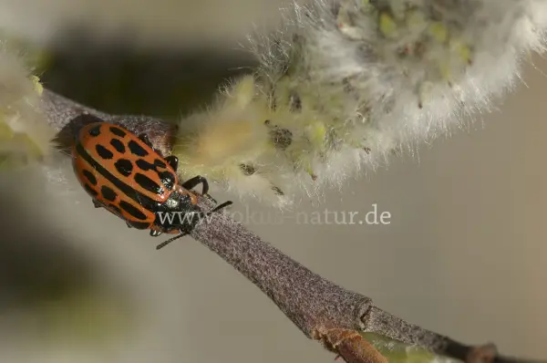 Fokus-Natur Bild