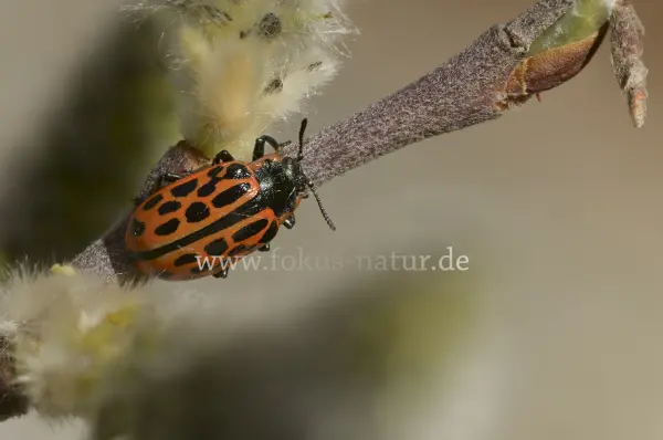 Fokus-Natur Bild