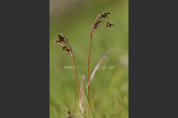 Fokus-Natur Bild