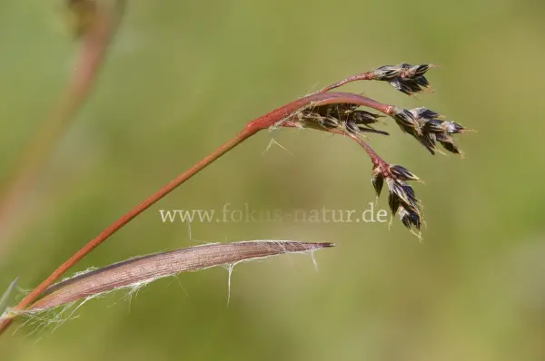 Fokus-Natur Bild